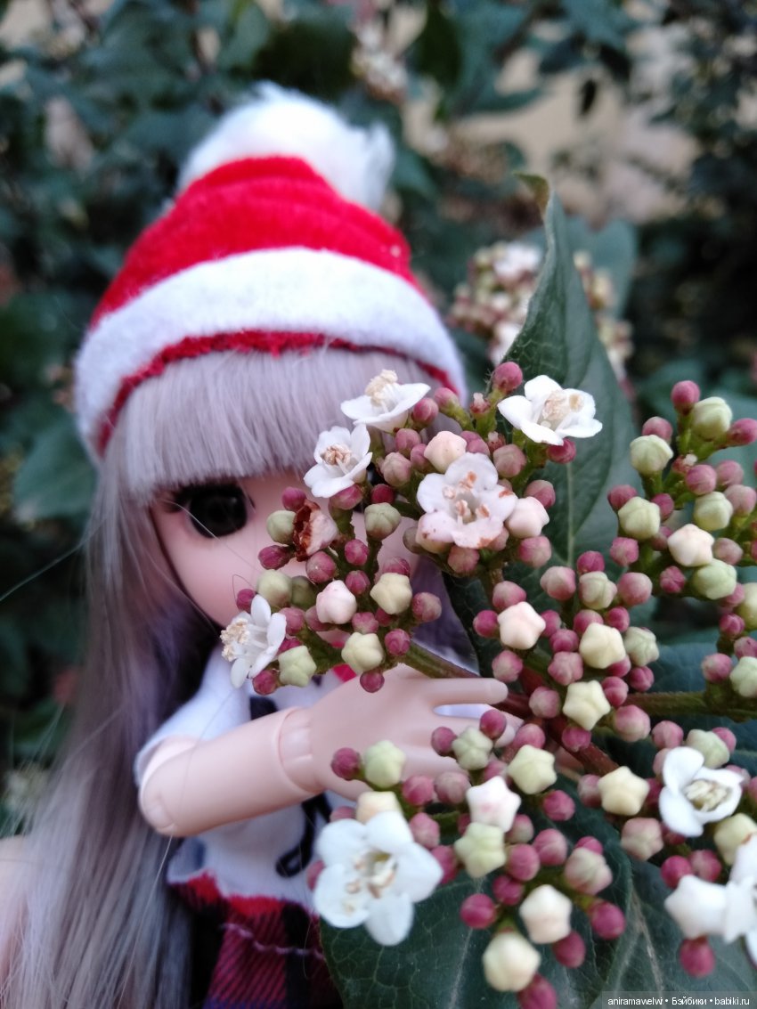 Вот такой декабрь. Сюрприз во время прогулки Нии (фото 10)