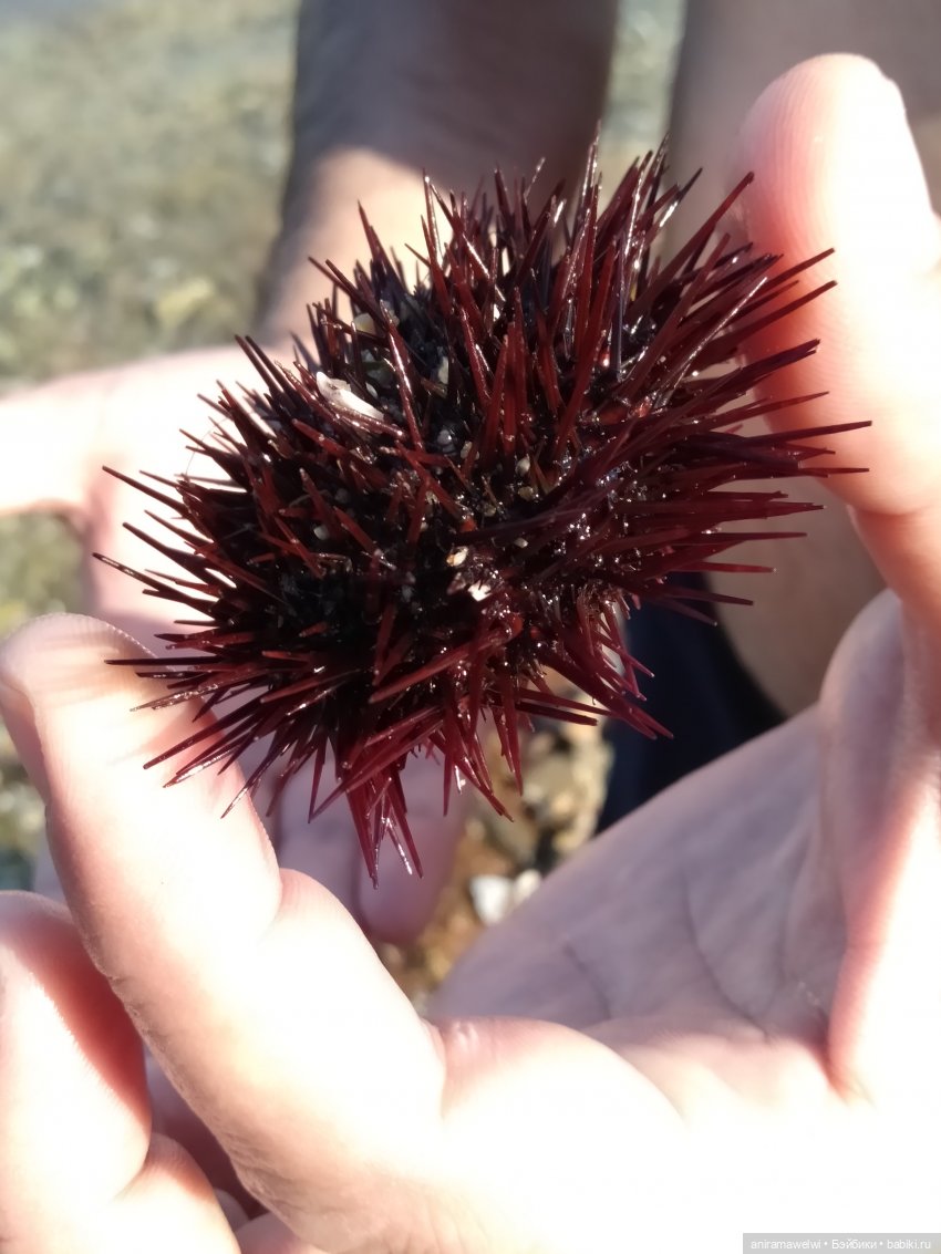 На море — Кукольные фотоистории и сериалы: комиксы (фото 9)