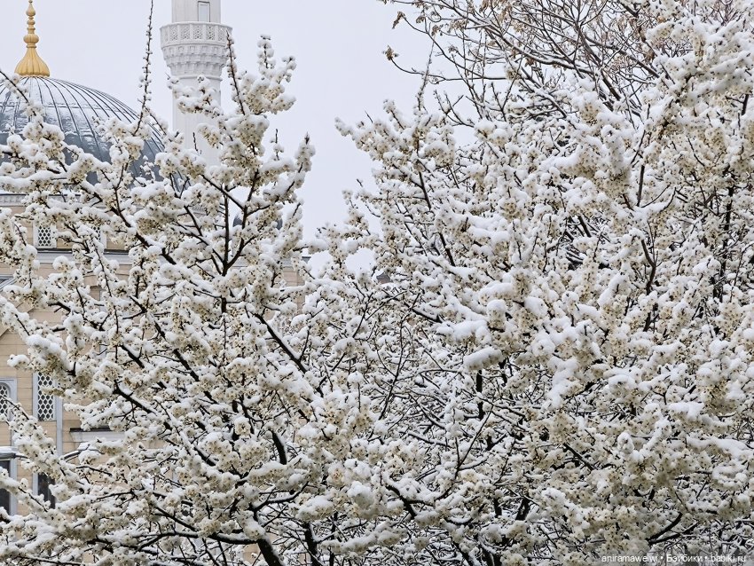 Громов жжёт — Гибриды шарнирных кукол (не БЖД): подбор тела (фото 2)