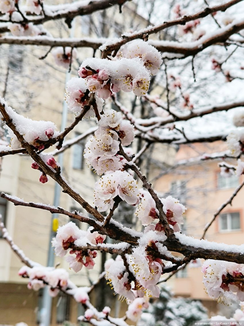 Громов жжёт — Гибриды шарнирных кукол (не БЖД): подбор тела (фото 4)
