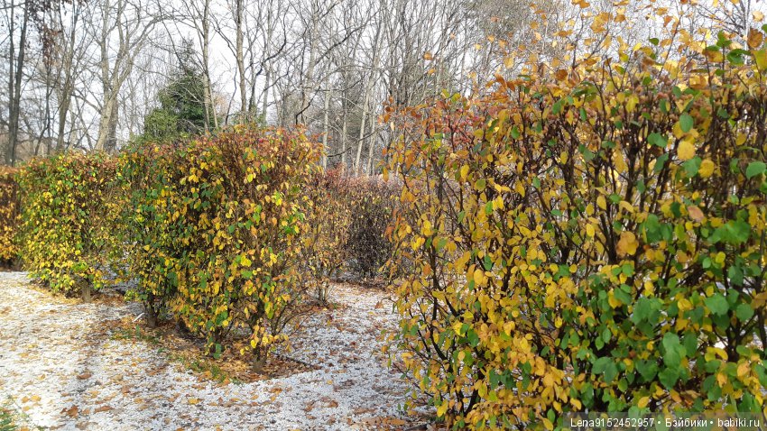 За последними красками осени