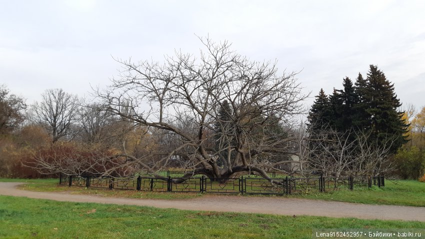 За последними красками осени
