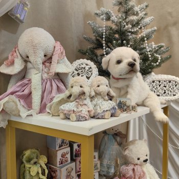 Хеллоу тедди декабрь 2025 - часть 3