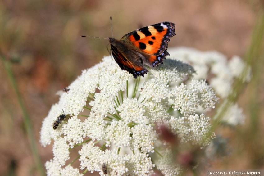 По лету босиком шагая... Как эльф и ведьмочка счастье по полям, лесам, да садам искали