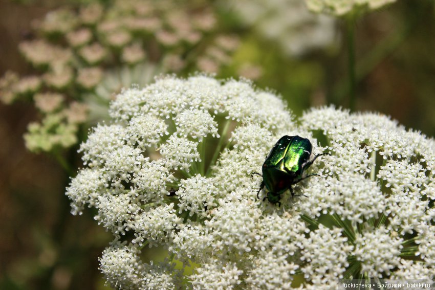Сам себе фотограф. Подборка предметных фотографий моего авторства, немножко сокровищ и волшебной атмосферы