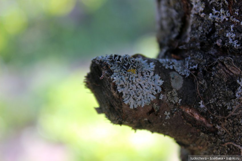 Сам себе фотограф. Подборка предметных фотографий моего авторства, немножко сокровищ и волшебной атмосферы