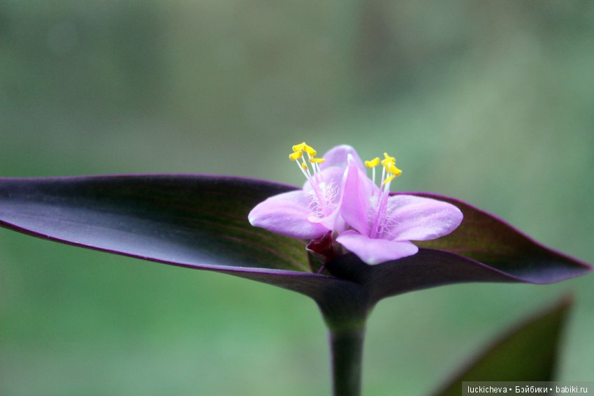Сам себе фотограф. Подборка предметных фотографий моего авторства, немножко сокровищ и волшебной атмосферы
