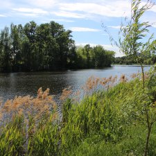 Фотозарисовки о жизни растений в городе