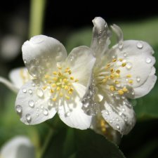 Philadélphus albus. Жасминовая нежность в сверкающих капельках