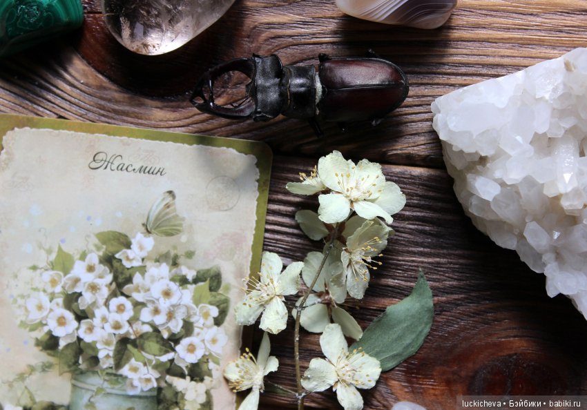 Мой Волшебный Гербарий. Онлайн игра "Получи письмо из Волшебного сада" (фото 2)