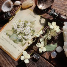 Мой Волшебный Гербарий. Онлайн игра "Получи письмо из Волшебного сада"