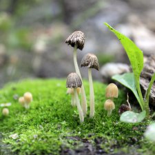 Царство грибов, мхов и лишайников - прямо в нашем дворе