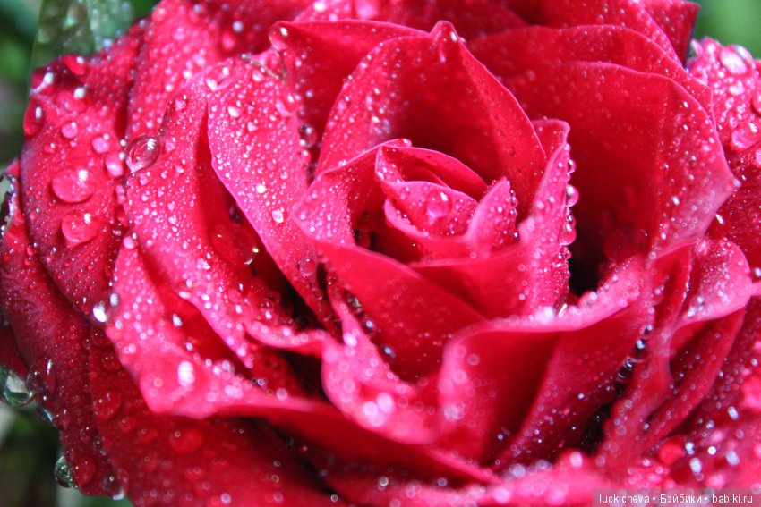 Мой маленький мир домашних растений. Красота в капельках