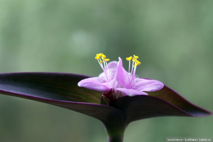 Мой маленький мир домашних растений. Красота в капельках