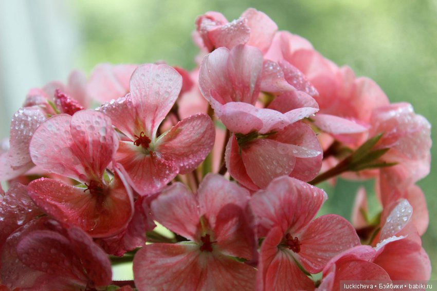 Мой маленький мир домашних растений. Красота в капельках