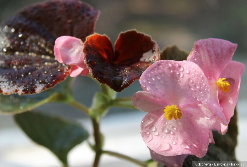 Мой маленький мир домашних растений. Красота в капельках