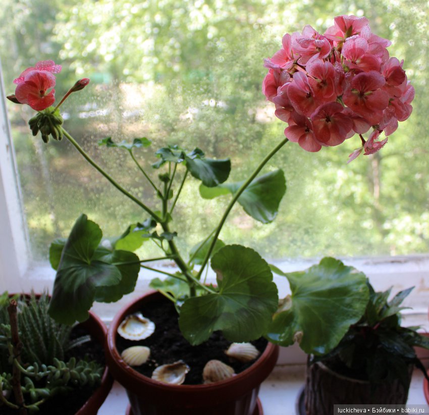 Мой маленький мир домашних растений. Красота в капельках