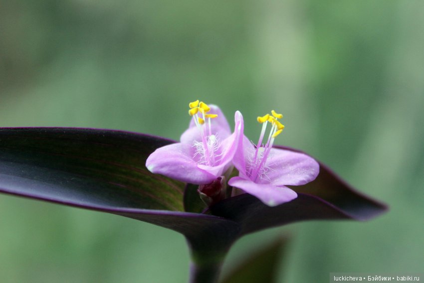 Мой маленький мир домашних растений. Красота в капельках