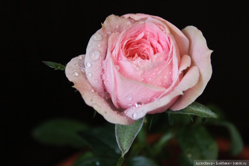 Мой маленький мир домашних растений. Красота в капельках (фото 3)