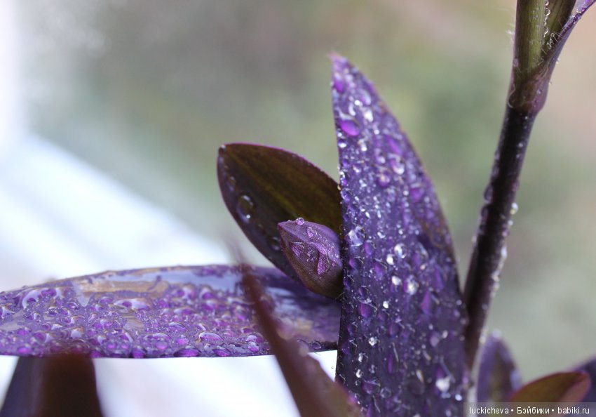 Мой маленький мир домашних растений. Красота в капельках