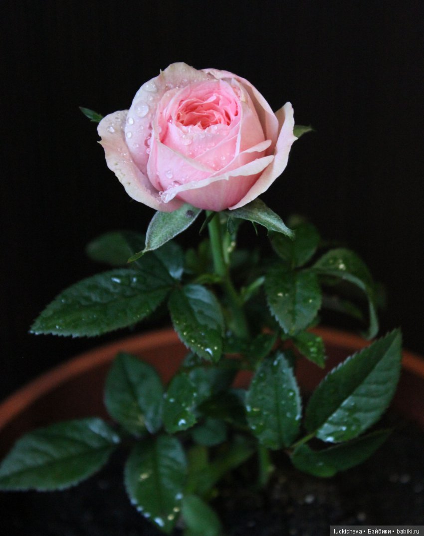 Мой маленький мир домашних растений. Красота в капельках