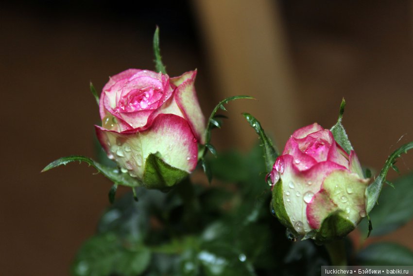 Мой маленький мир домашних растений. Красота в капельках