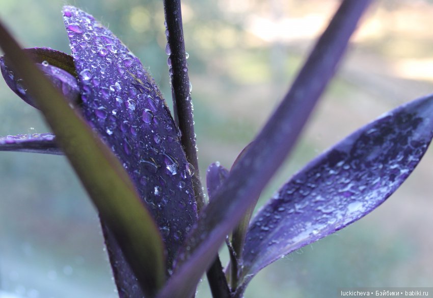 Мой маленький мир домашних растений. Красота в капельках