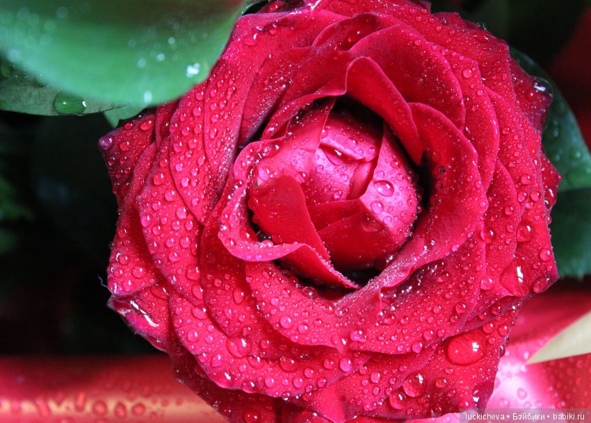 Мой маленький мир домашних растений. Красота в капельках