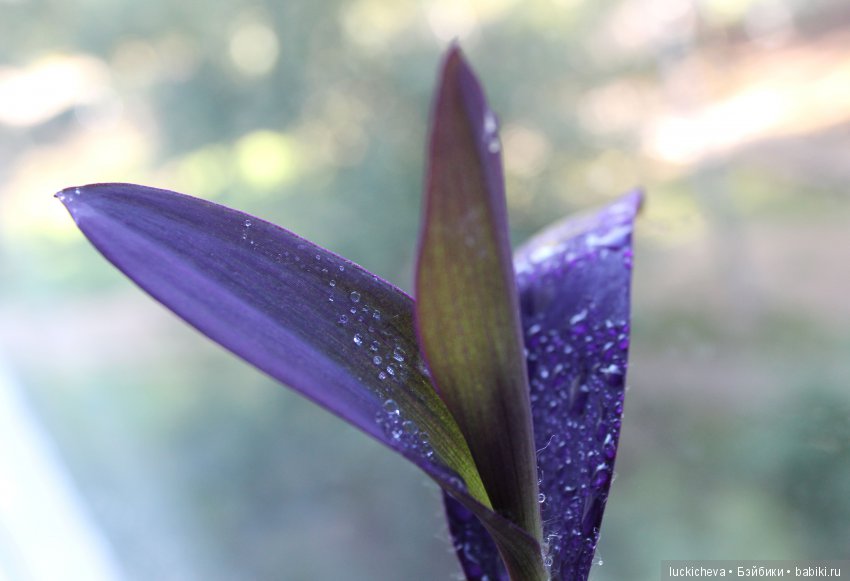 Мой маленький мир домашних растений. Красота в капельках