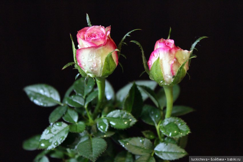 Мой маленький мир домашних растений. Красота в капельках