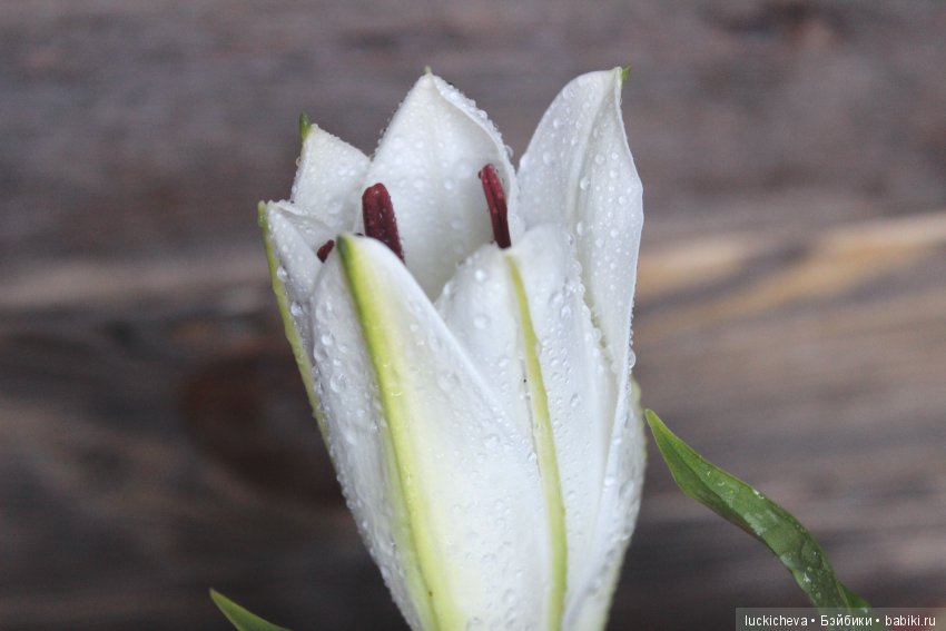 Мой маленький мир домашних растений. Красота в капельках