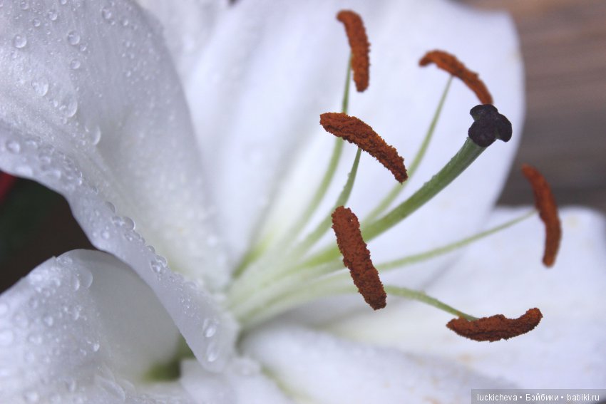 Мой маленький мир домашних растений. Красота в капельках