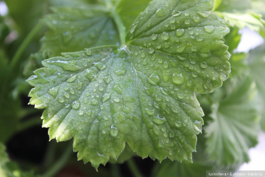 Мой маленький мир домашних растений. Красота в капельках