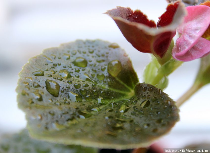 Мой маленький мир домашних растений. Красота в капельках