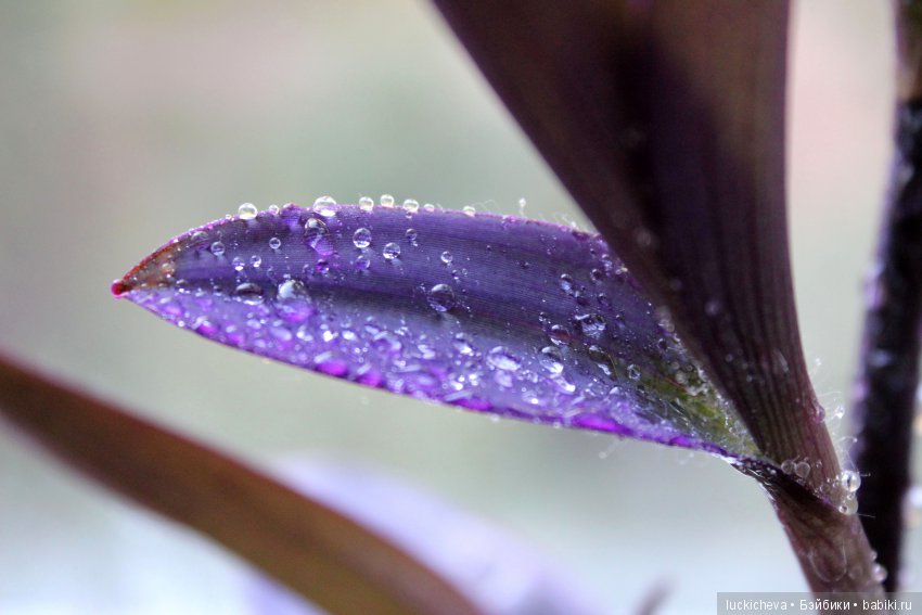 Мой маленький мир домашних растений. Красота в капельках