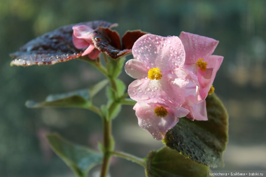 Мой маленький мир домашних растений. Красота в капельках