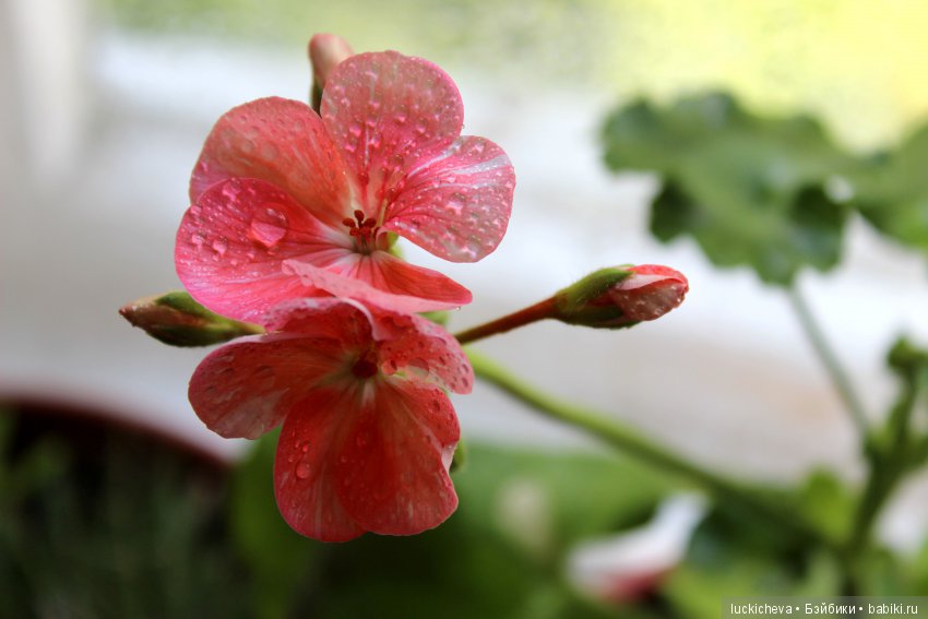 Мой маленький мир домашних растений. Красота в капельках