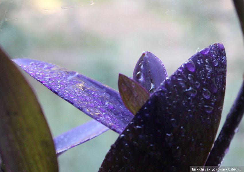 Мой маленький мир домашних растений. Красота в капельках