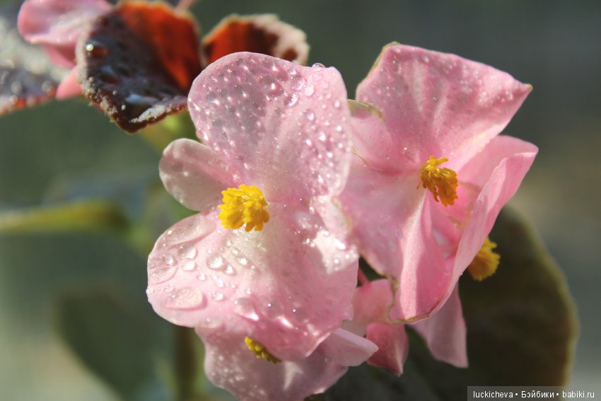 Мой маленький мир домашних растений. Красота в капельках