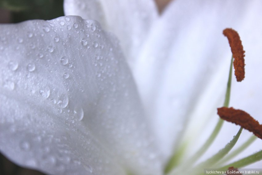 Мой маленький мир домашних растений. Красота в капельках