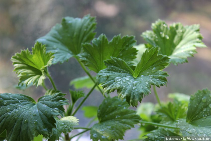 Мой маленький мир домашних растений. Красота в капельках