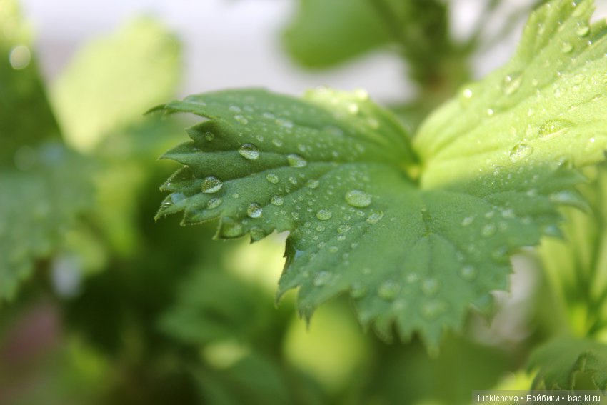 Мой маленький мир домашних растений. Красота в капельках