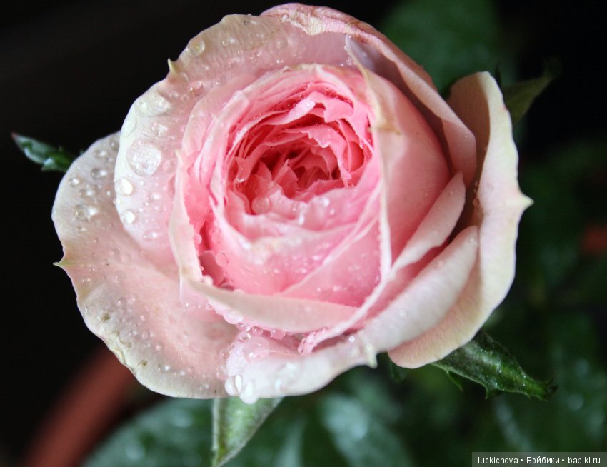 Мой маленький мир домашних растений. Красота в капельках (фото 8)