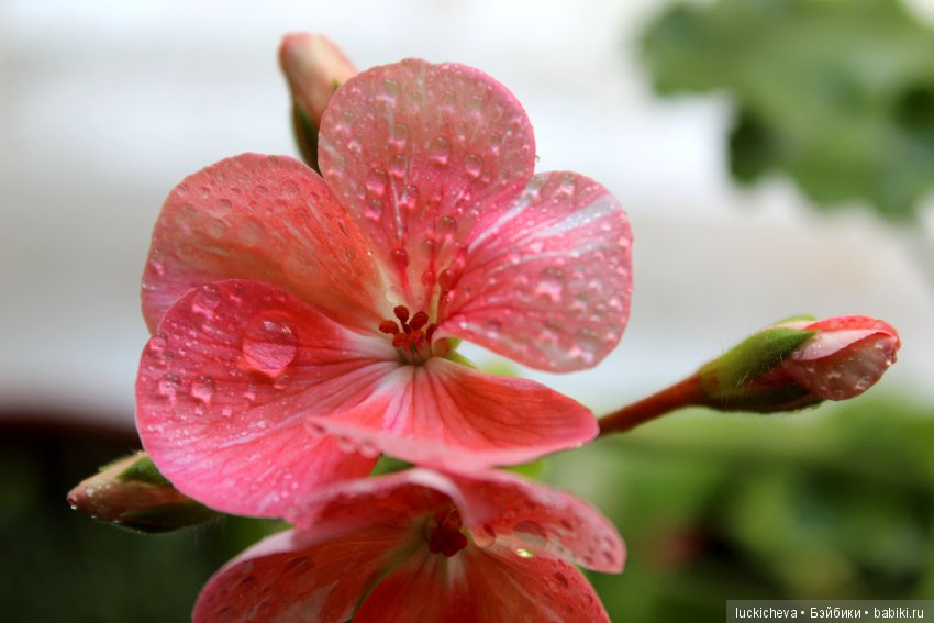 Мой маленький мир домашних растений. Красота в капельках
