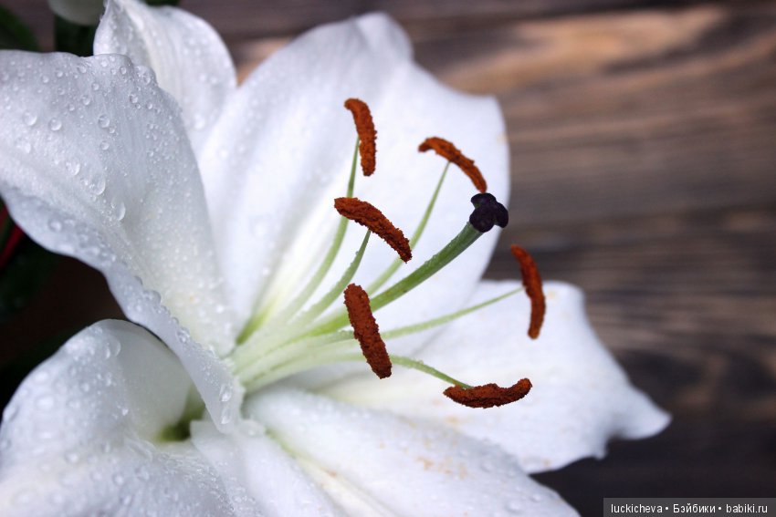 Мой маленький мир домашних растений. Красота в капельках