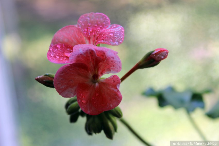 Мой маленький мир домашних растений. Красота в капельках