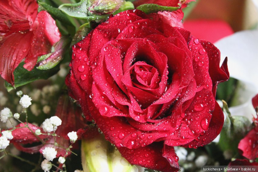 Мой маленький мир домашних растений. Красота в капельках