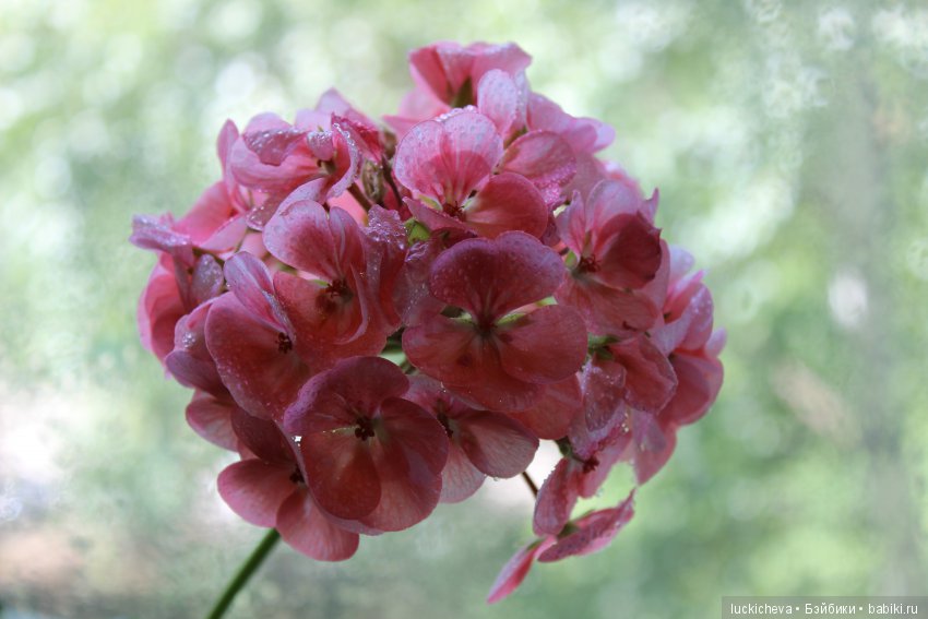 Мой маленький мир домашних растений. Красота в капельках