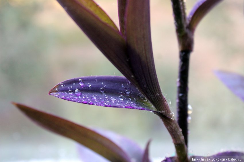 Мой маленький мир домашних растений. Красота в капельках