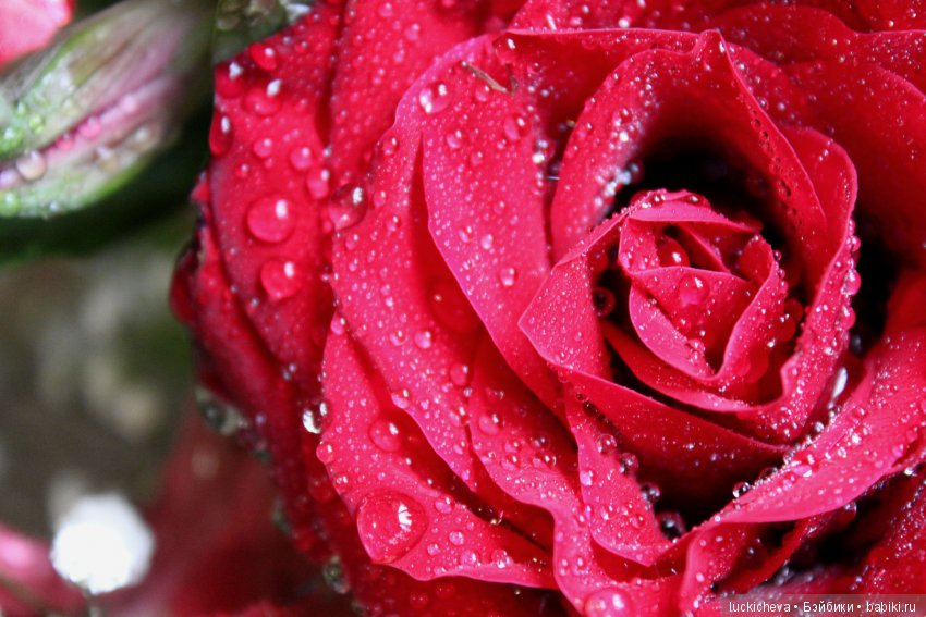 Мой маленький мир домашних растений. Красота в капельках